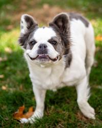Reunited Female Dog last seen Price Street, Pottstown, PA 19464