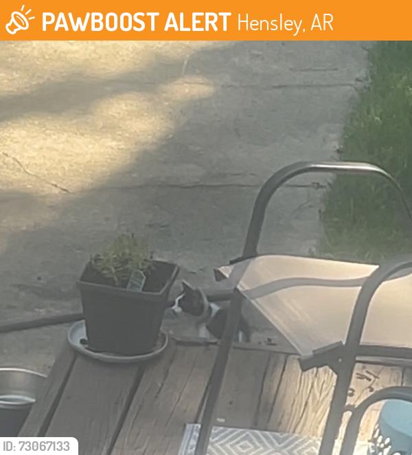 Found/Stray Unknown Cat last seen Woodsen Lat/Hwy 167, Hensley, AR 72065
