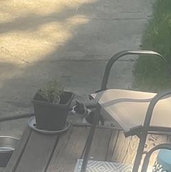 Found/Stray Unknown Cat last seen Woodsen Lat/Hwy 167, Hensley, AR 72065
