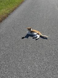 Lost Male Cat last seen Dr.Miller’s Dentistry, Bellwood, PA 16617
