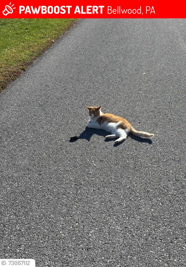 Lost Male Cat last seen Dr.Miller’s Dentistry, Bellwood, PA 16617