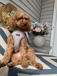 Reunited Female Dog last seen Preston pl, division st and N17th Ave, Scranton, PA 18504