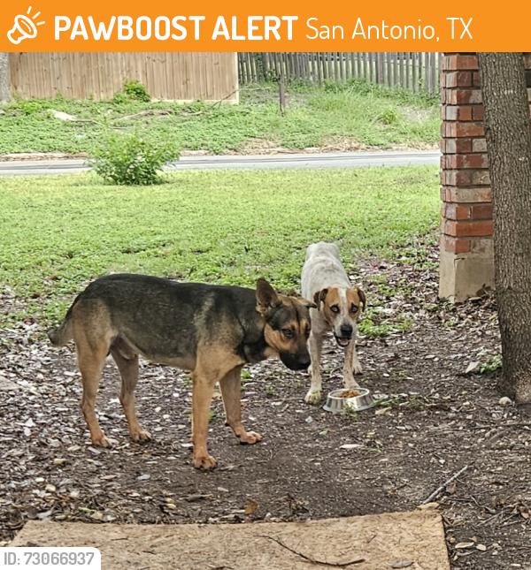 Found/Stray Unknown Dog last seen Desilu Dr. and Merkens Dr., San Antonio, TX 78240