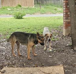 Found/Stray Unknown Dog last seen Desilu Dr. and Merkens Dr., San Antonio, TX 78240