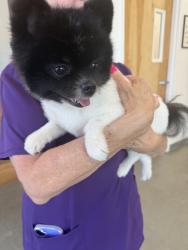 Reunited Male Dog last seen Near Spring St, Flowery Branch, GA 30542, USA, Flowery Branch, GA 30542