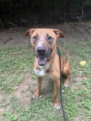 Shelter Stray Male Dog last seen Near Sharonton Drive Stone Mountain, 30083, 30083, GA, 3280 Chamblee Dunwoody Rd, Chamblee, GA 30341, USA