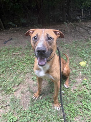 Shelter Stray Male Dog last seen Near Sharonton Drive Stone Mountain, 30083, 30083, GA, 3280 Chamblee Dunwoody Rd, Chamblee, GA 30341, USA