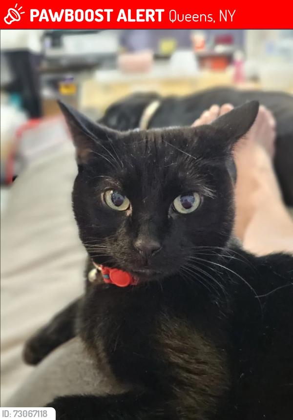 Lost Male Cat last seen 166th and Lithonia, Queens, NY 11366