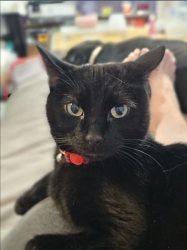 Lost Male Cat last seen 166th and Lithonia, Queens, NY 11366