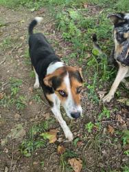 Found/Stray Female Dog last seen Pearcy Bridge, Garland County, AR 71964