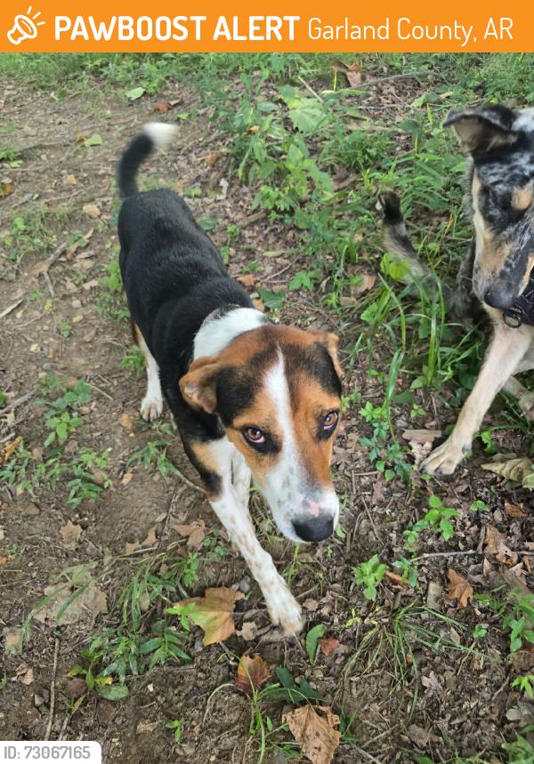 Found/Stray Female Dog last seen Pearcy Bridge, Garland County, AR 71964