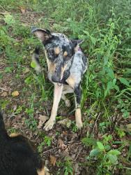 Found/Stray Female Dog last seen Pearcy Bridge, Garland County, AR 71964