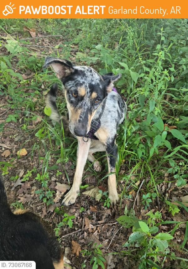 Found/Stray Female Dog last seen Pearcy Bridge, Garland County, AR 71964