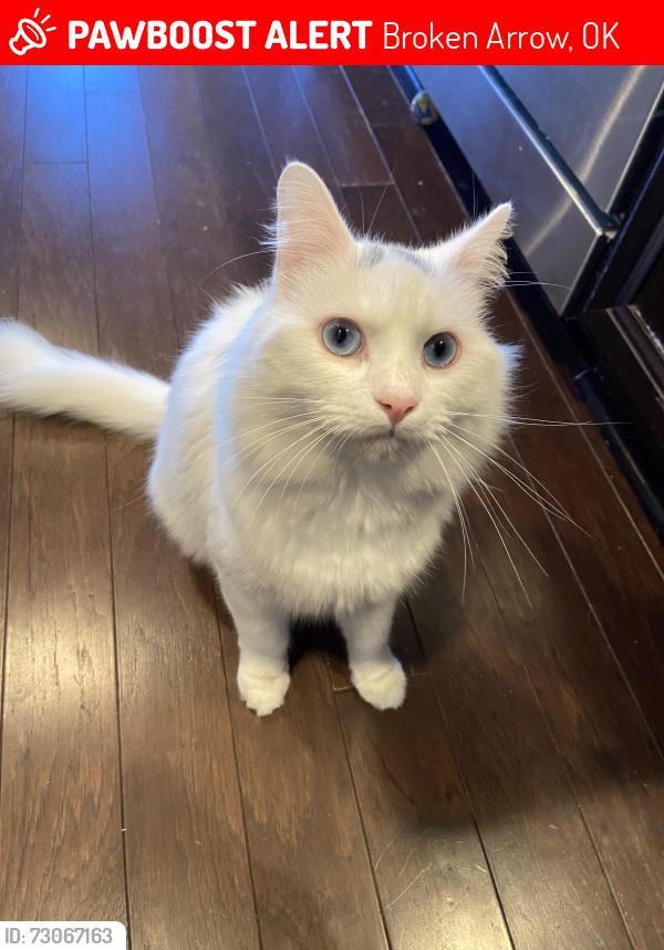 Lost Male Cat last seen Broken Arrow, Broken Arrow, OK 74012