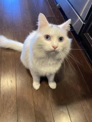 Lost Male Cat last seen Broken Arrow, Broken Arrow, OK 74012
