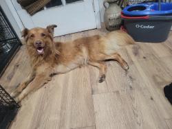 Found/Stray Male Dog last seen Near Saint Mary's church rd, Wilson County, NC 27851