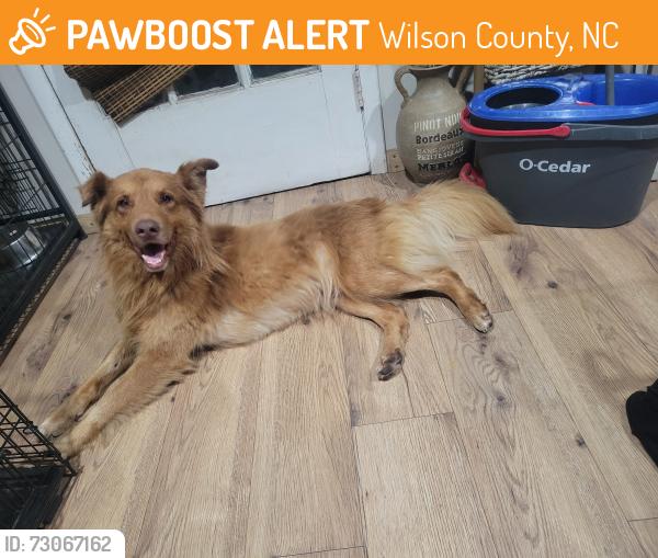 Found/Stray Male Dog last seen Near Saint Mary's church rd, Wilson County, NC 27851