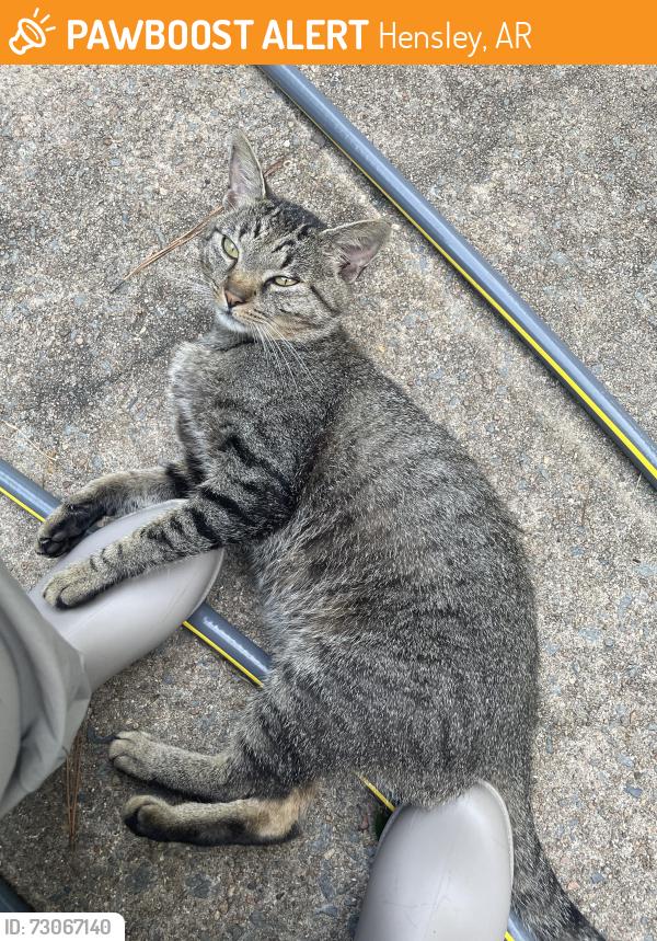 Found/Stray Male Cat last seen Woodsen Lat/Hwy 167, Hensley, AR 72065