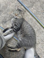 Found/Stray Male Cat last seen Woodsen Lat/Hwy 167, Hensley, AR 72065