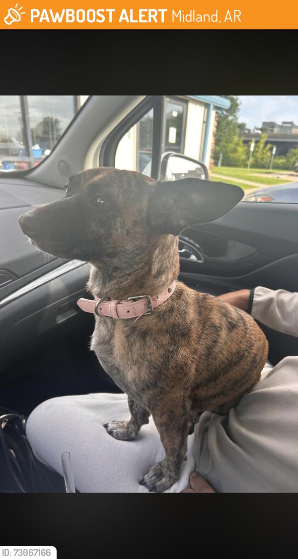 Found/Stray Female Dog last seen By a school, Midland, AR 72937