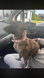 Found/Stray Female Dog last seen By a school, Midland, AR 72937