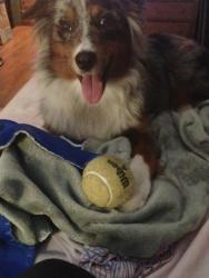 Reunited Female Dog last seen Manatee Ave and 75th Street West, Bradenton, FL 34209