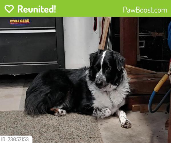 Reunited Female Dog last seen Lake Greystone Road and Old Douglasville Road, Lithia Springs, GA 30122