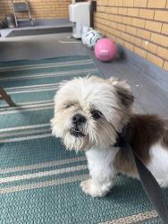 Reunited Male Dog last seen Oneida Street , Pittsburgh, PA 15211