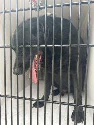 Shelter Stray Male Dog last seen Near Lyndhurst Place, VIRGINIA BEACH, VA, 23464, 341 S Birdneck Rd, Virginia Beach, VA 23451, USA