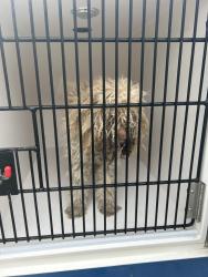 Shelter Stray Male Dog last seen Near Lyndhurst Place, VIRGINIA BEACH, VA, 23464, 341 S Birdneck Rd, Virginia Beach, VA 23451, USA