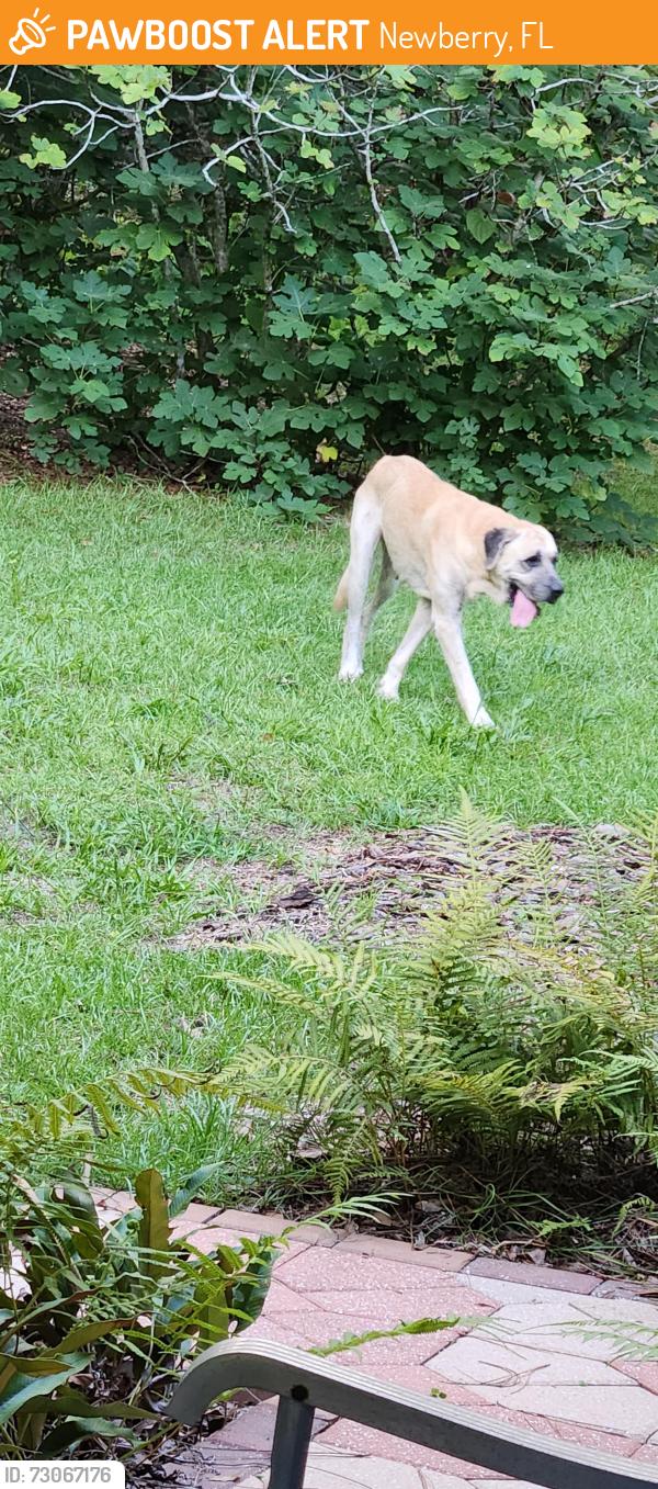 Found/Stray Unknown Dog last seen NW 29 PLACE Newberry/Jonesville, Newberry, FL 32669