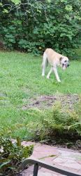 Found/Stray Unknown Dog last seen NW 29 PLACE Newberry/Jonesville, Newberry, FL 32669