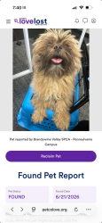 Lost Male Dog last seen Near A st se, Washington, DC 20019