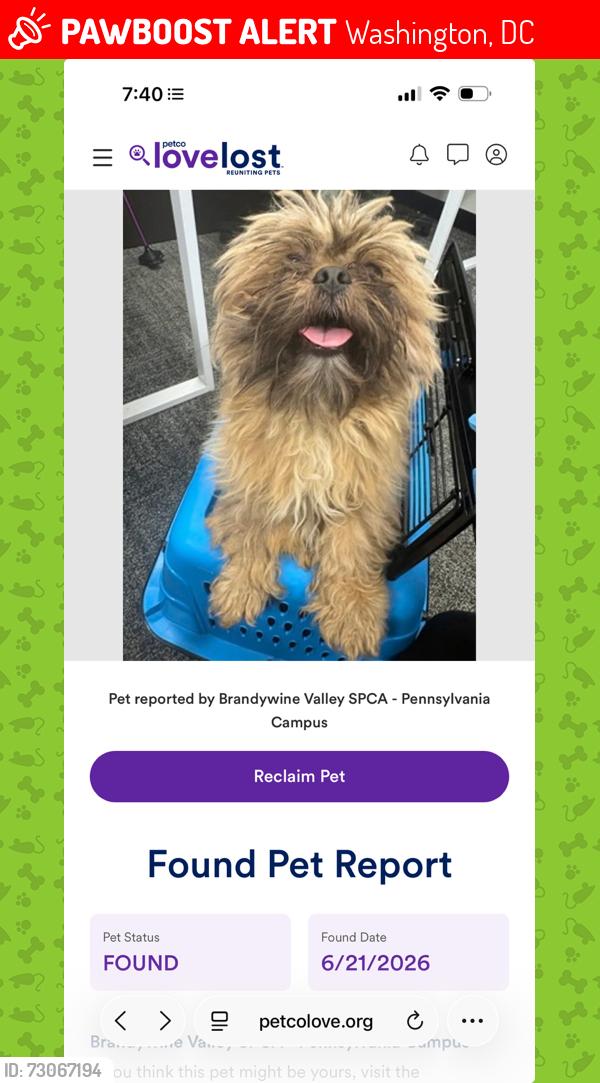 Lost Male Dog last seen Near A st se, Washington, DC 20019