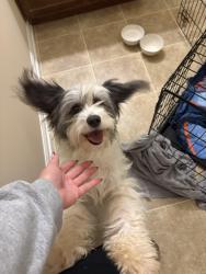 Found/Stray Female Dog last seen Wolfetrail Rd, Greensboro, NC 27406