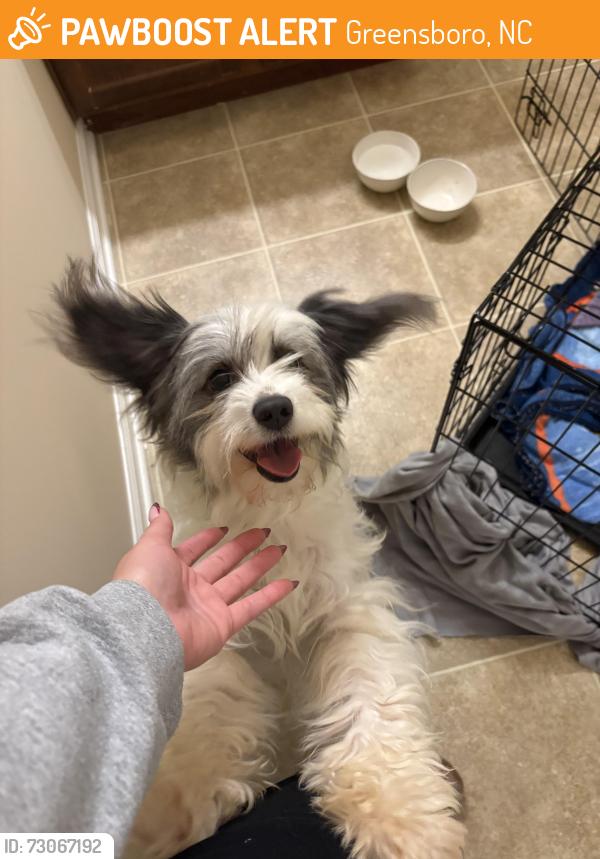 Found/Stray Female Dog last seen Wolfetrail Rd, Greensboro, NC 27406