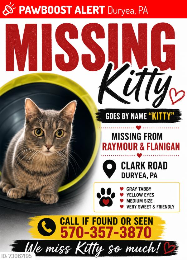Lost Female Cat last seen Raymour and Flanagan warehouse, Duryea, PA 18642