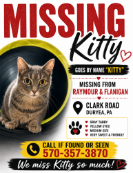 Lost Female Cat last seen Raymour and Flanagan warehouse, Duryea, PA 18642