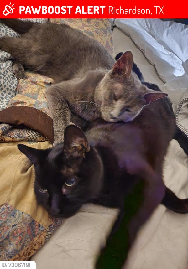 Lost Male Cat last seen Bowser, Richardson, TX 75081