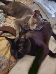 Lost Male Cat last seen Bowser, Richardson, TX 75081