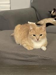 Lost Female Cat last seen Citrus Terrace Drive, near Morgan Blvd, Harlingen, TX 78550