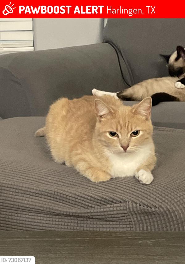 Lost Female Cat last seen Citrus Terrace Drive, near Morgan Blvd, Harlingen, TX 78550