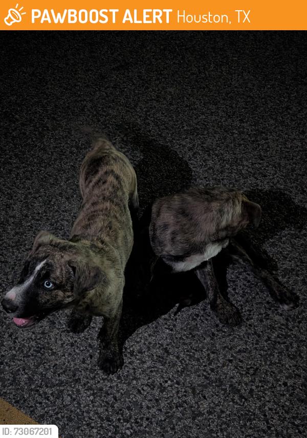 Found/Stray Male Dog last seen Humble Westfield rd and E Hardy rd, Houston, TX 77073