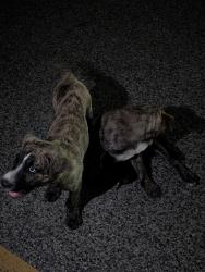 Found/Stray Male Dog last seen Humble Westfield rd and E Hardy rd, Houston, TX 77073