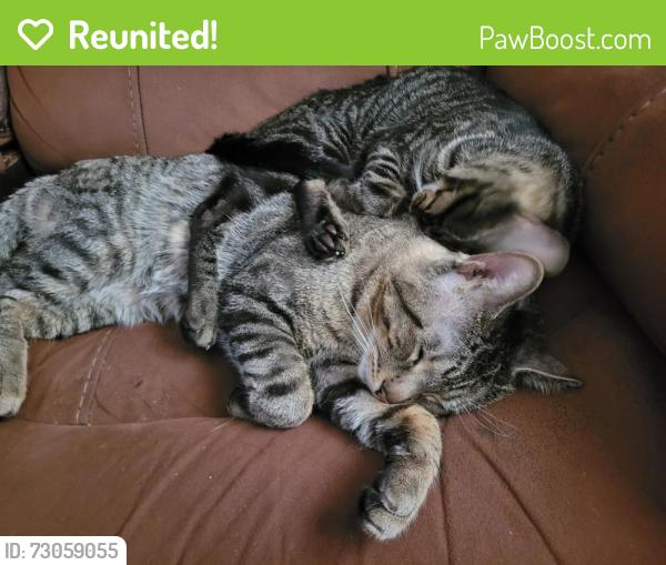 Reunited Male Cat last seen robertlittle school , Acton, ON L7J