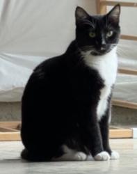Lost Female Cat last seen Opal road warrenton Va, Fauquier County, VA 20186