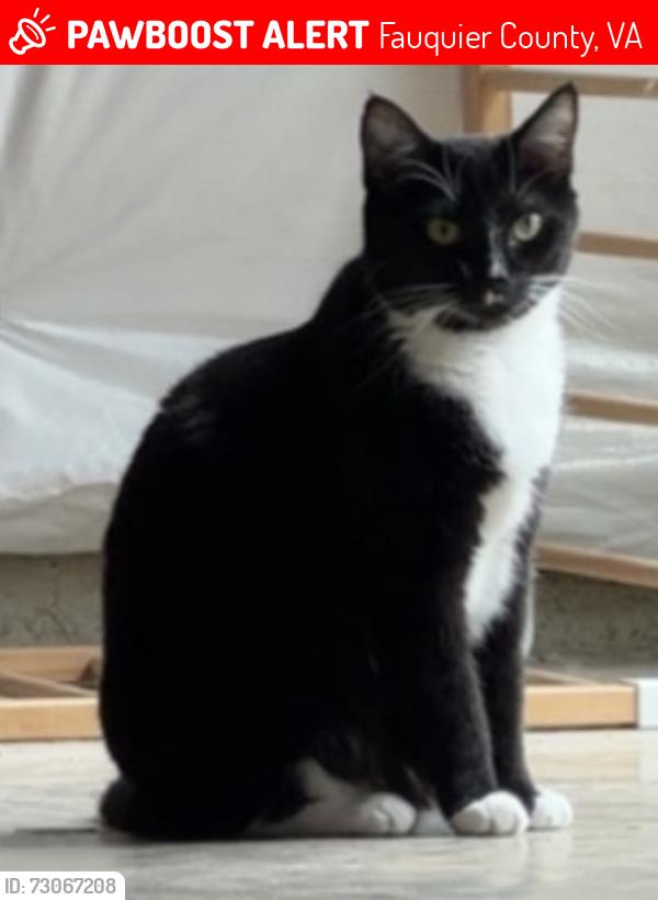 Lost Female Cat last seen Opal road warrenton Va, Fauquier County, VA 20186
