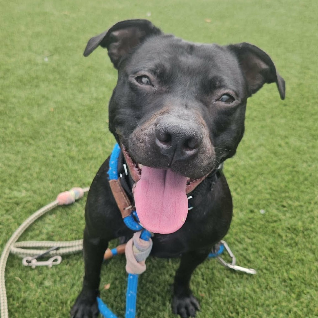 Shelter Stray Female Dog last seen , Animal Care & Control Team of Philly, 111 W Hunting Park Ave, Philadelphia, PA 19140, USA