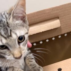 Shelter Stray Male Cat last seen , Animal Care & Control Team of Philly, 111 W Hunting Park Ave, Philadelphia, PA 19140, USA