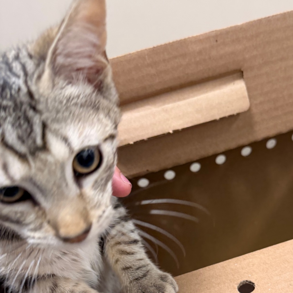 Shelter Stray Male Cat last seen , Animal Care & Control Team of Philly, 111 W Hunting Park Ave, Philadelphia, PA 19140, USA